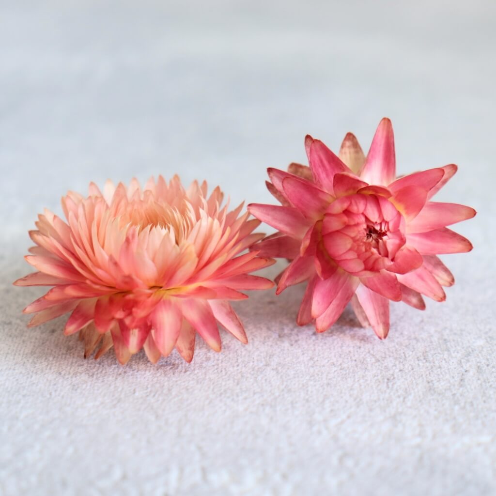 Sušená slaměnka květ růžová – dekorace pro květinová aranžmá a DIY projekty